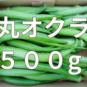 丸おくら☆オクラ☆500g☆長崎県産