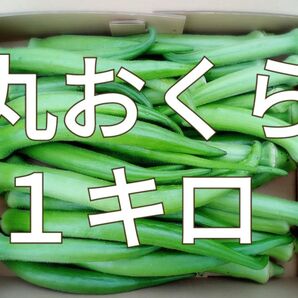 丸おくら☆オクラ☆1キロ☆長崎県産