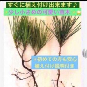 栽培コレクションの方、趣味の方 鉢栽培にもおすすめ良い【お手入れ済み 赤松小苗木2本】すぐに植え付け出来る 初めての方安心