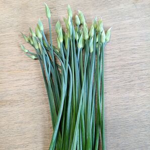 ニラの花 約2kg