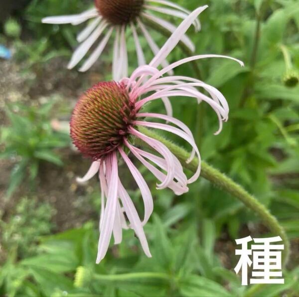(8) エキナセア 原種系 パリダ 花の種20粒
