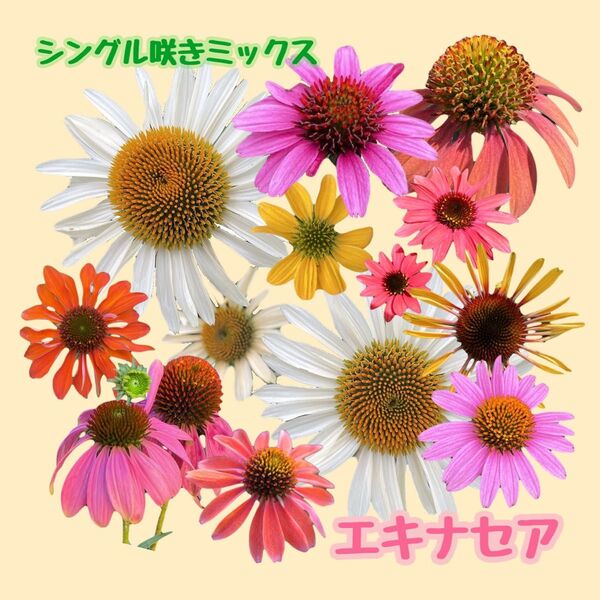 (18)宿根草 エキナセア シングル咲きmix花の種100粒