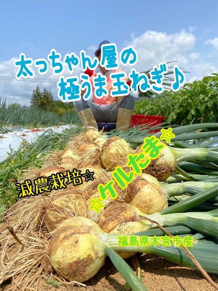 太っちゃん屋の極うま玉ねぎ ケルたま10kg