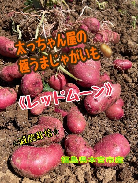 太っちゃん屋の極うまじゃがいも レッドムーン10kg