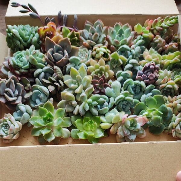 【訳あり】多肉植物 カット苗 50個 エケベリア カット苗箱いっぱいセット 寄せ植えに