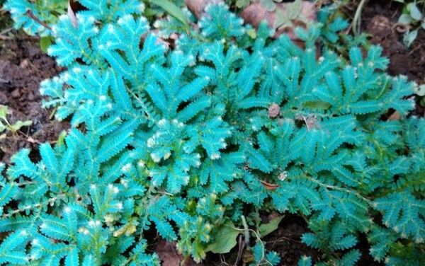 レインボーファン【別名 コンテリクラマゴケ 碧い苔根付き苗】サイズ9x15x2cm【K3-066】