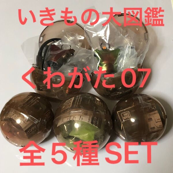 いきもの大図鑑くわがた07全5種SET