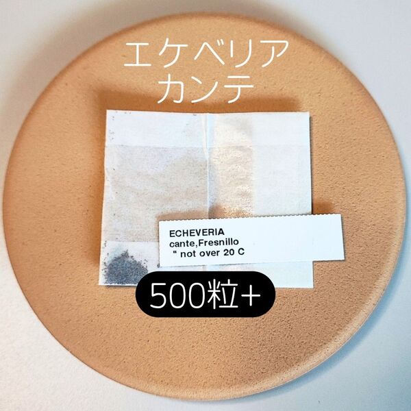 エケベリア カンテ 500粒 多肉 種子 原種 ケーレス