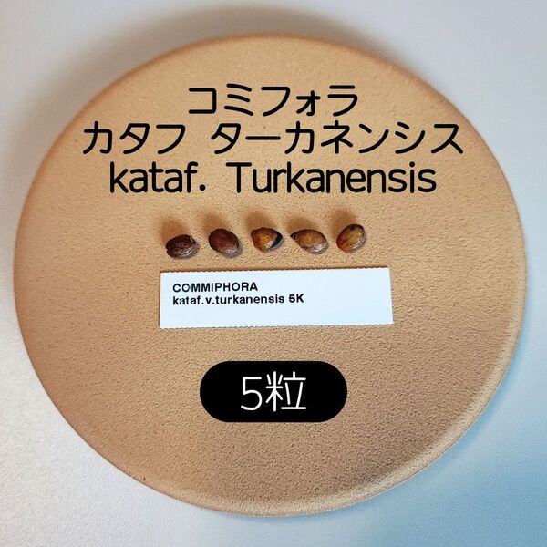 コミフォラ カタフ ターカネンシス 5粒 塊根植物 種子 コーデックス