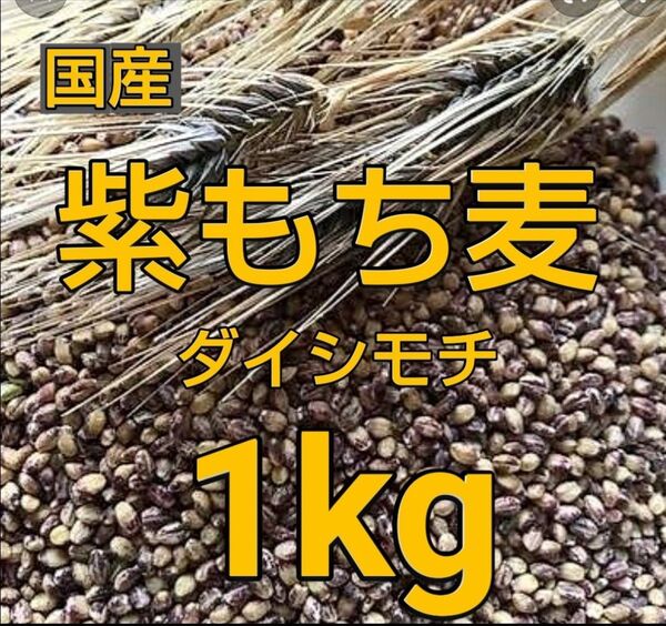 もち麦1kg 国産 紫もち麦 ダイシモチ 美味しく食べやすく精麦済み