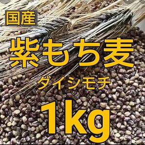 もち麦1kg 付箋1枚(メッセージ付き) 国産 紫もち麦 ダイシモチ 美味しく食べやすく精麦済み