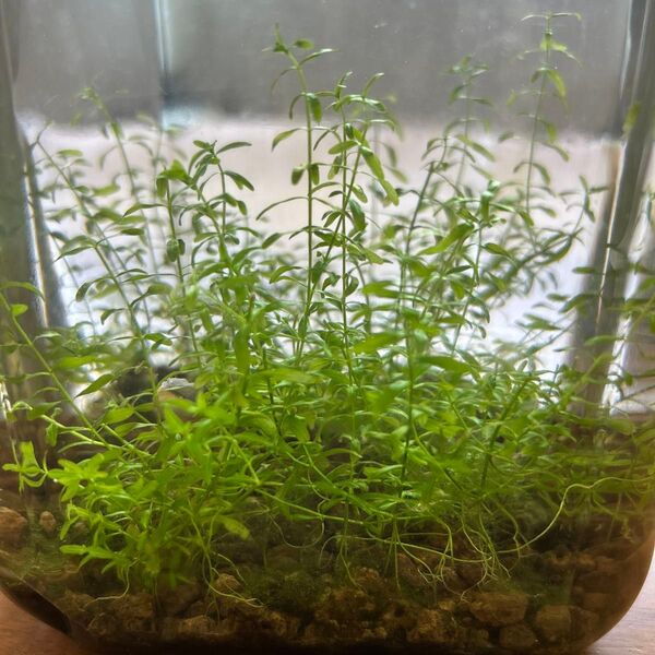 無農薬 水草 パールグラス 20本