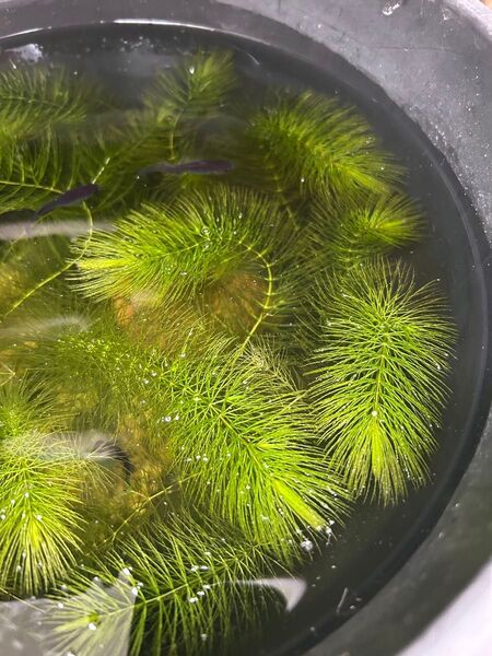 無農薬 水草 マツモ 10本