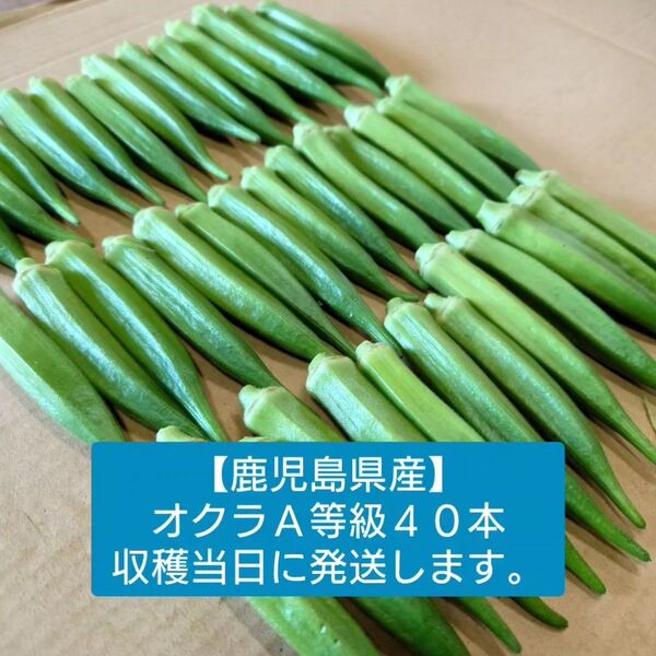 【鹿児島県産】オクラ A等級 40本