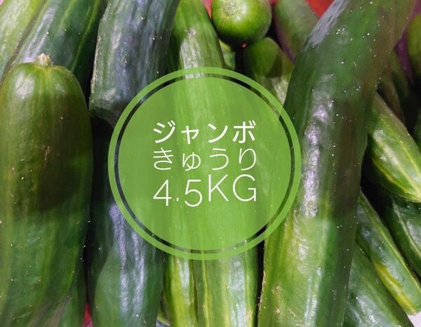 訳あり ジャンボきゅうり 4.5kg