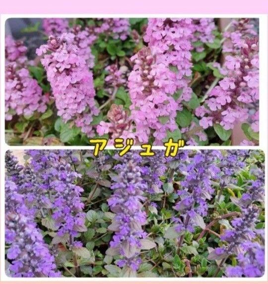 アジュガ ピンク 紫パープル 刺し穂 グランドカバー