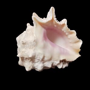 ヒロクチイガレイシ ムラサキイガレイシ 美品 巨大5cm 沖縄産貝殻 サンゴ