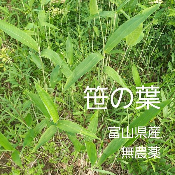 無農薬 笹の葉 小動物 おやつ えさ
