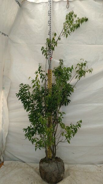 【訳アリ】高級庭木ハイノキ 1.4m/根巻き苗【No.1】