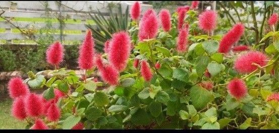 キャットテール苗(お花の種プレゼント)