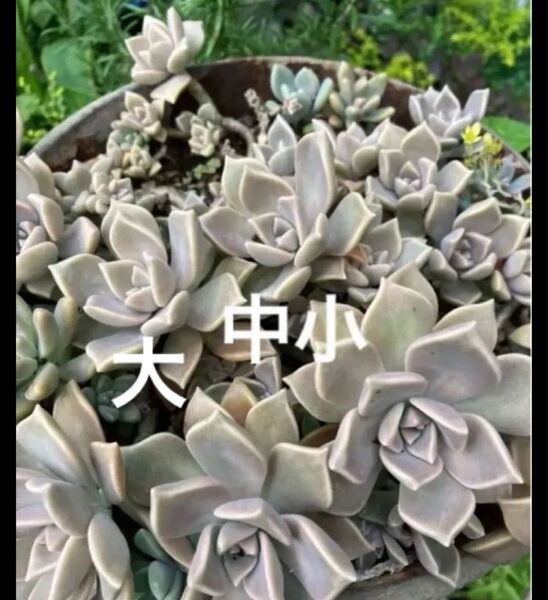 大中小 朧月+おまけ 多肉植物 セダム カット苗 ゆうパケット発送