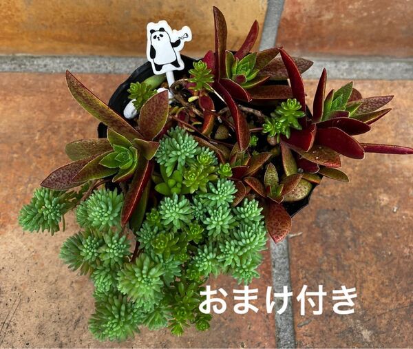 初心者様も大丈夫!強い品種 抜き苗+おまけ 多肉植物 セダム ゆうパケット発送