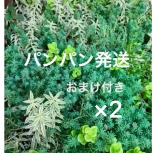 期間限定特価!初心者様も大丈夫!綺麗に増えます!カット苗+おまけ ×2パック 多肉植物 セダム ゆうパケット発送
