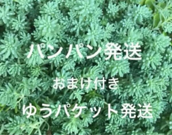 初心者様も大丈夫!強い品種!パリダム カット苗+おまけ10種類 多肉植物 セダム ゆうパケット発送