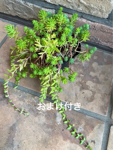 寄せ植え 初心者様も大丈夫!強い品種 抜き苗+おまけ 多肉植物 セダム ゆうパケット発送