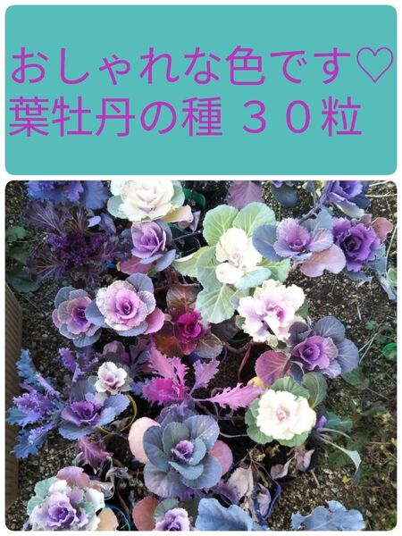 ハボタン 葉ぼたんの種 30粒以上 色々MIX おしゃれな色 花の種おまけ付き