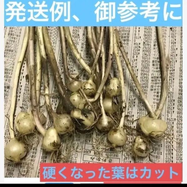 薬草、山菜、岐阜県産、 畑の横自生天然 ■ノビル 野蒜、薤白 1セット 50球+〆
