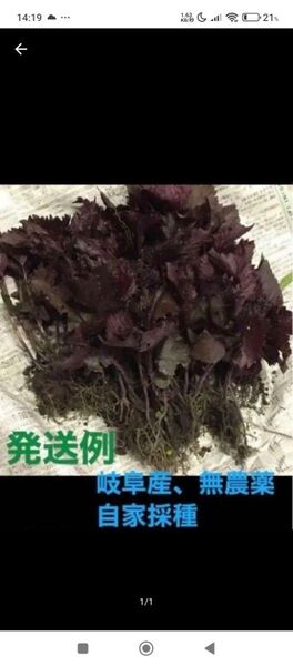岐阜県産、自然栽培、溢れタネから生えたたくましい苗、香味野菜、しそ、赤紫蘇、20苗