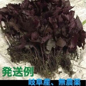岐阜県産、自然栽培、溢れタネから生えたたくましい苗、香味野菜、しそ、赤紫蘇、30苗