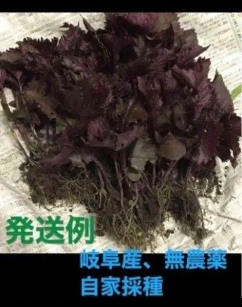 岐阜県産、自然栽培、溢れタネから生えたたくましい苗、香味野菜、しそ、赤紫蘇、30苗
