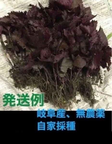 香味野菜、岐阜産、自然栽培、無農薬、家庭菜園の野菜 紫蘇、赤紫蘇 抜き苗 20株
