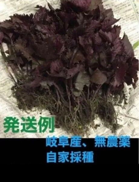 香味野菜、岐阜産、自然栽培、無農薬、家庭菜園の野菜 紫蘇、赤紫蘇 抜き苗 20株