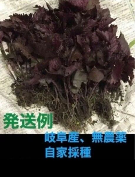 香味野菜、岐阜産、自然栽培、無農薬、家庭菜園の野菜 紫蘇、赤紫蘇 抜き苗 20株