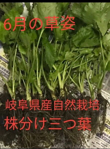 無農薬 除草剤 化学肥料不使用の家庭菜園の 香味野菜、、 鴨儿芹 株分け三つ葉 抜き苗 10株