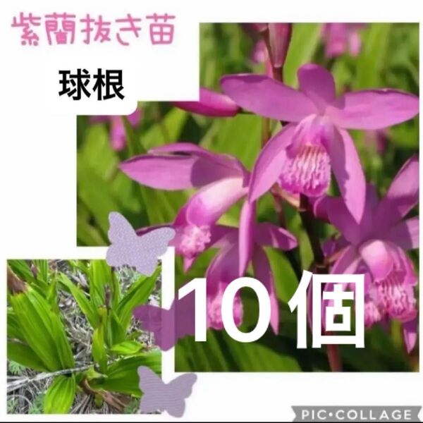 紫蘭 シラン 抜き苗 球根 10個 山野草