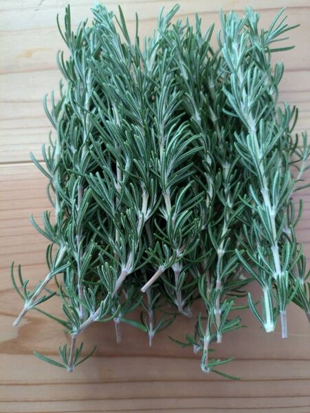 【新鮮】朝どれ 無農薬ローズマリー カット苗 20本 約10cm 完全無農薬・無除草剤