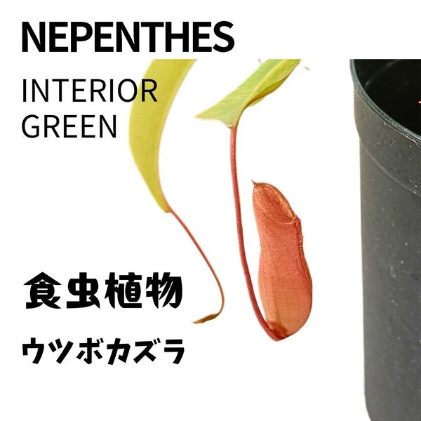 【魅惑の食虫植物!】ウツボカズラ ネペンテス 観葉植物 インテリアグリーン ガーデニング 鉢植え 捕虫袋 壺 ボタニカル プランツ