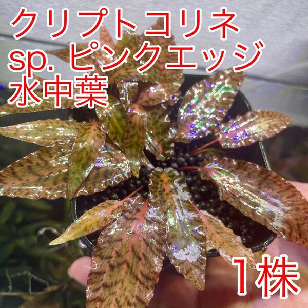 クリプトコリネ sp. ピンクエッジ