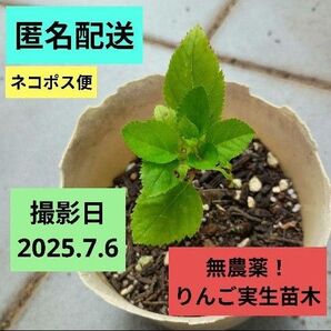 無農薬! りんごの実生幼苗 1苗