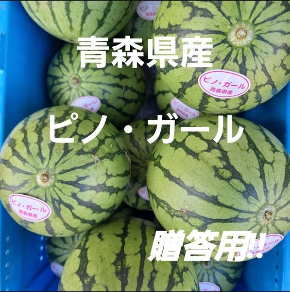 ★期間限定★青森県産 ピノ・ガール スイカ 贈答用 2玉以上&多品種ご希望の方も大歓迎!! ⑤