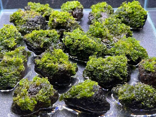 4個セット プレミアムモス(sp.タイ)活着 溶岩石
