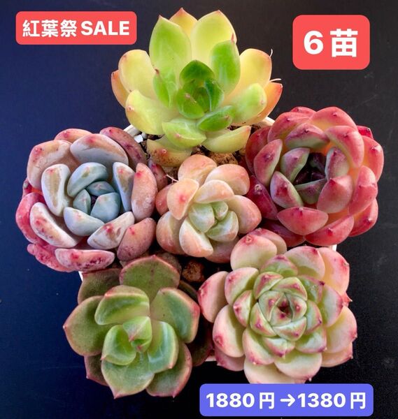 紅葉祭SALE★6苗1380円★韓国苗★アイスプリン、桃大福、紅宝石、雪玉、ブルーピーコク等★可愛紅葉超美苗★多肉植物★エケベリア