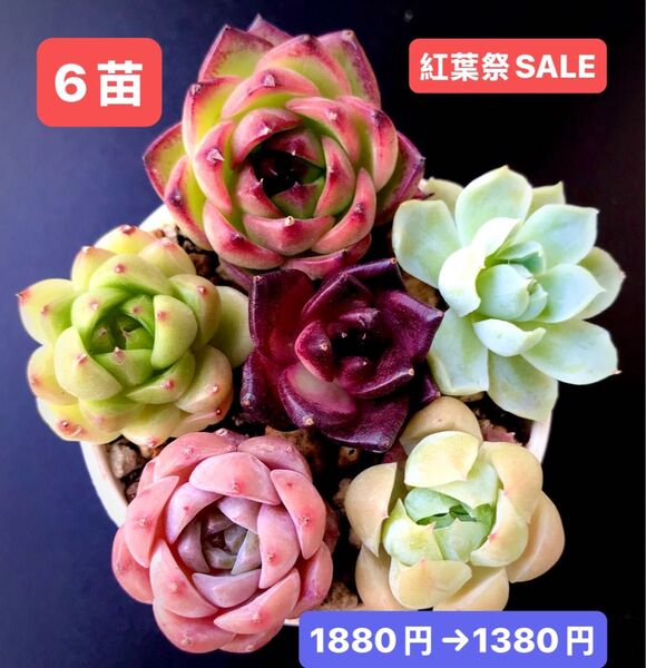 紅葉祭SALE★6苗1380円★韓国苗★ブルードラゴン、桜の桃、ピンクダイヤモンド等★可愛い紅葉超美苗★多肉植物★エケベリア