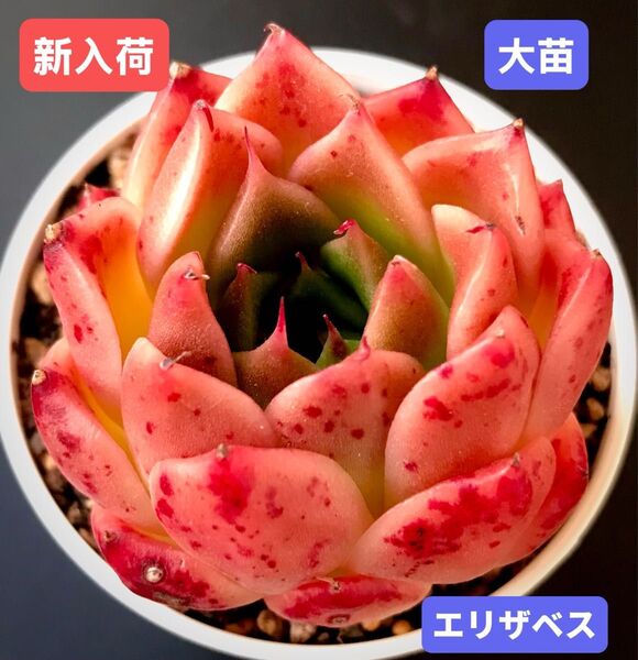 新入荷★韓国苗★エリザベス★レア種★可愛い紅葉大苗★超美苗★多肉植物★エケベリア