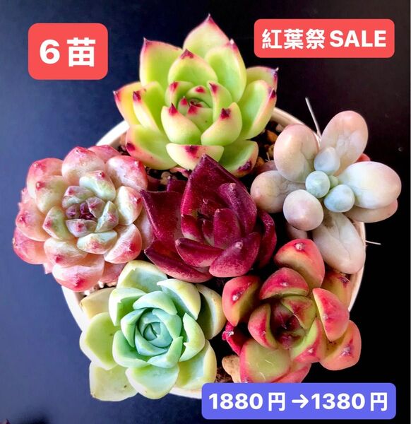 紅葉祭SALE★6苗1380円★韓国苗★ムーンストーン、紫芋パイ、ピーチジャム、サーモン等★可愛い紅葉超美苗★多肉植物★エケベリア