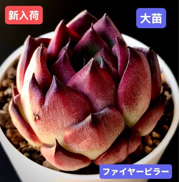 新入荷★韓国苗★ファイヤーピラー★レア種★可愛い紅葉大苗★超美苗★多肉植物★エケベリア